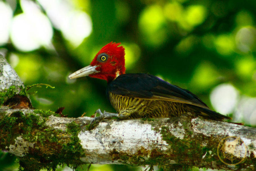 Woodpecker-Birdwatching-Finca-Exotica-Ecolodge-Costa-Rica