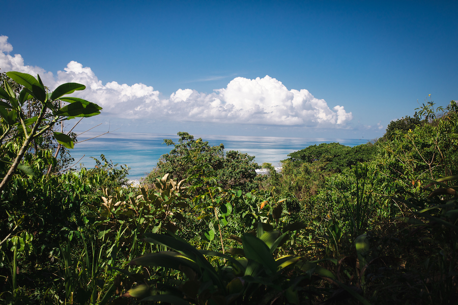 jungle_ocean